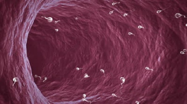 stock-footage-hd-animation-of-sperm-cells-swimming-inside-ductus-deferens